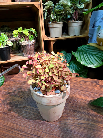 Oxalis spiralis ssp. Sunset Velvet 熔岩酢漿草