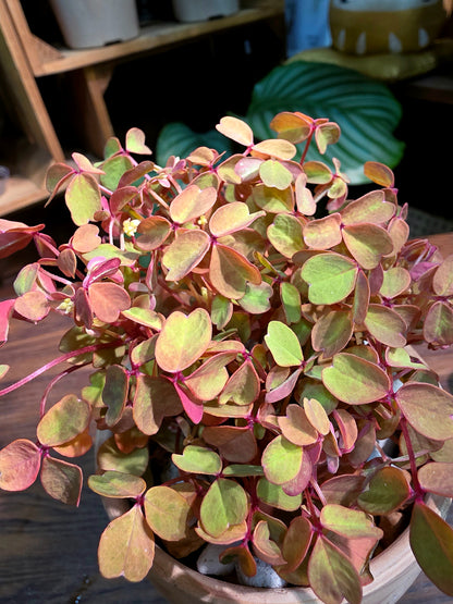 Oxalis spiralis ssp. Sunset Velvet 熔岩酢漿草