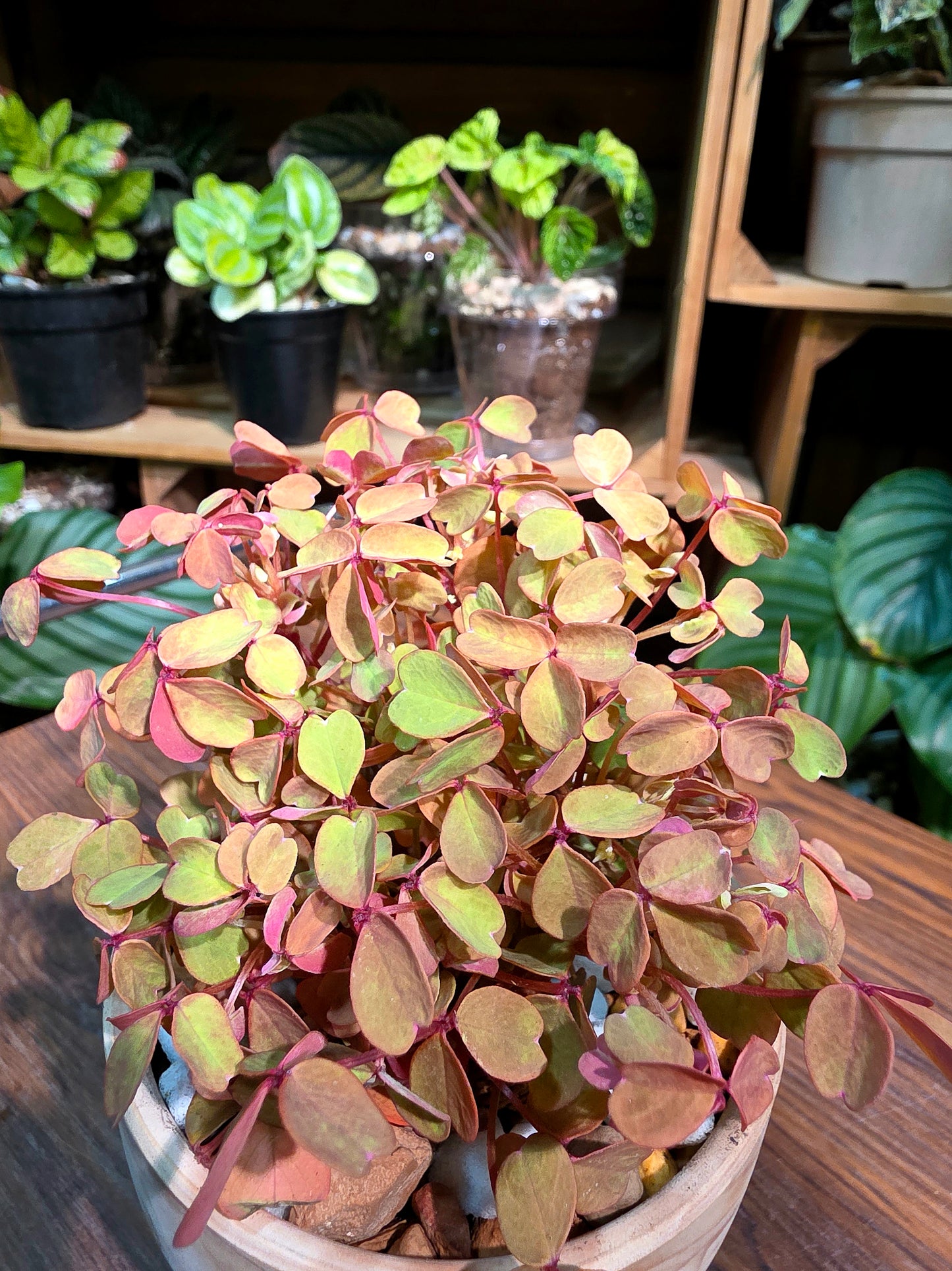 Oxalis spiralis ssp. Sunset Velvet 熔岩酢漿草