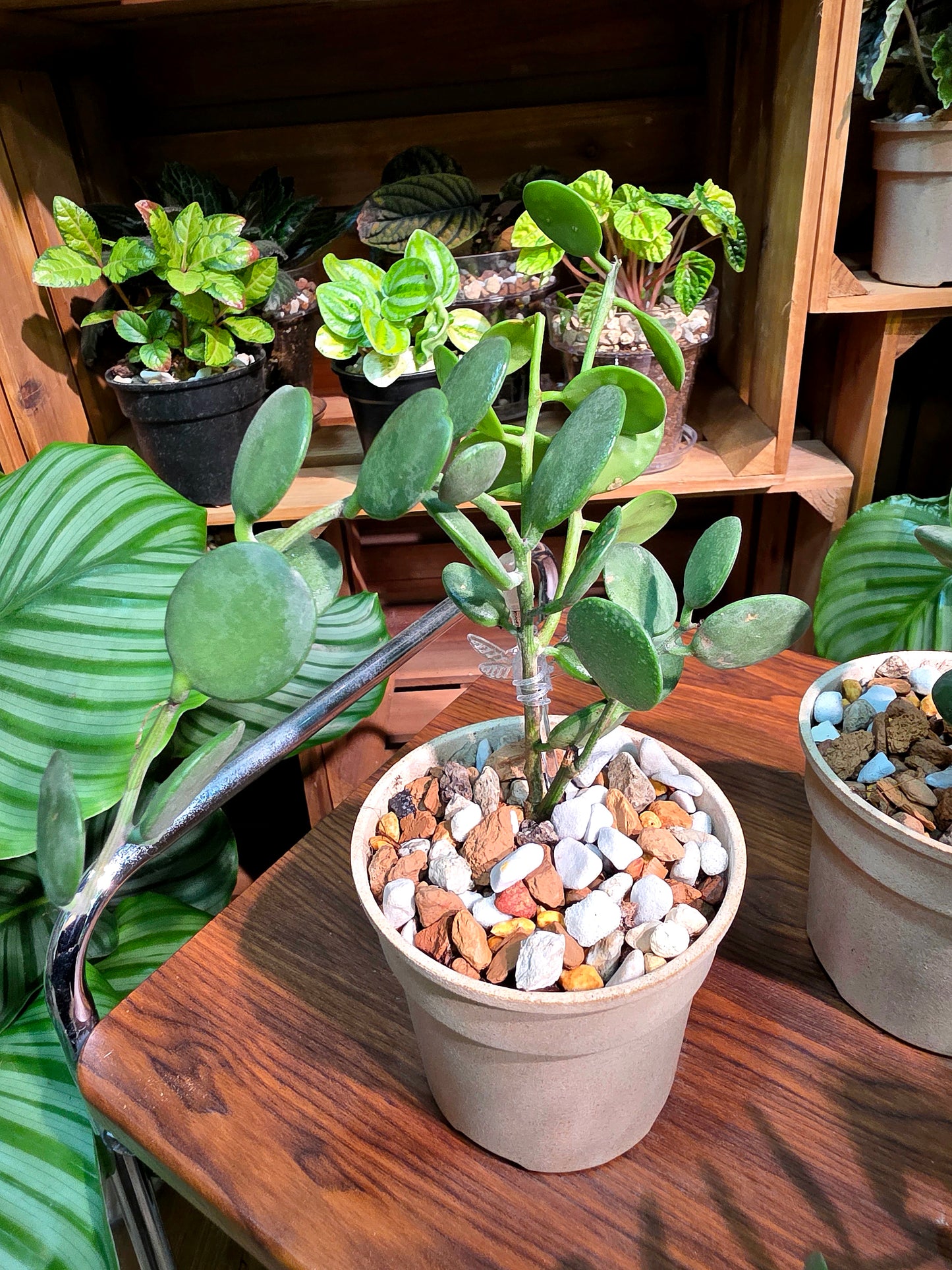 Xerosicyos danguy 碧雷鼓