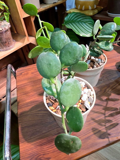 Xerosicyos danguy 碧雷鼓