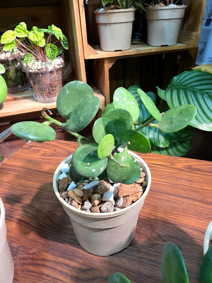Xerosicyos danguy 碧雷鼓