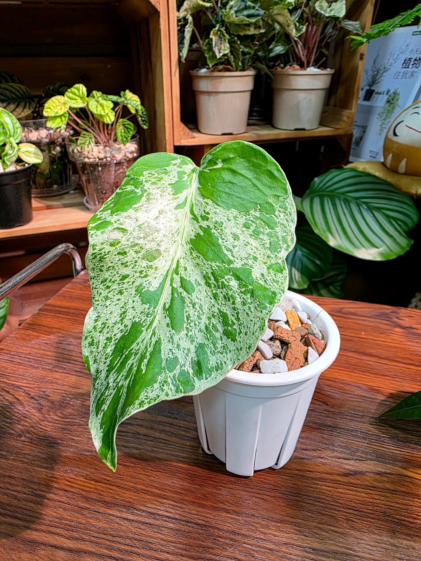 Monstera deliciosa Bulbasaur 妙蛙種子龜背竹