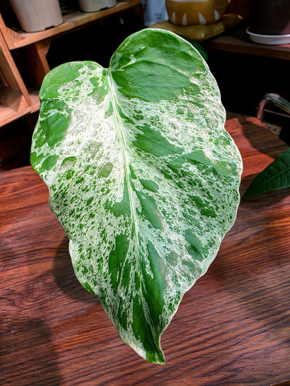 Monstera deliciosa Bulbasaur 妙蛙種子龜背竹