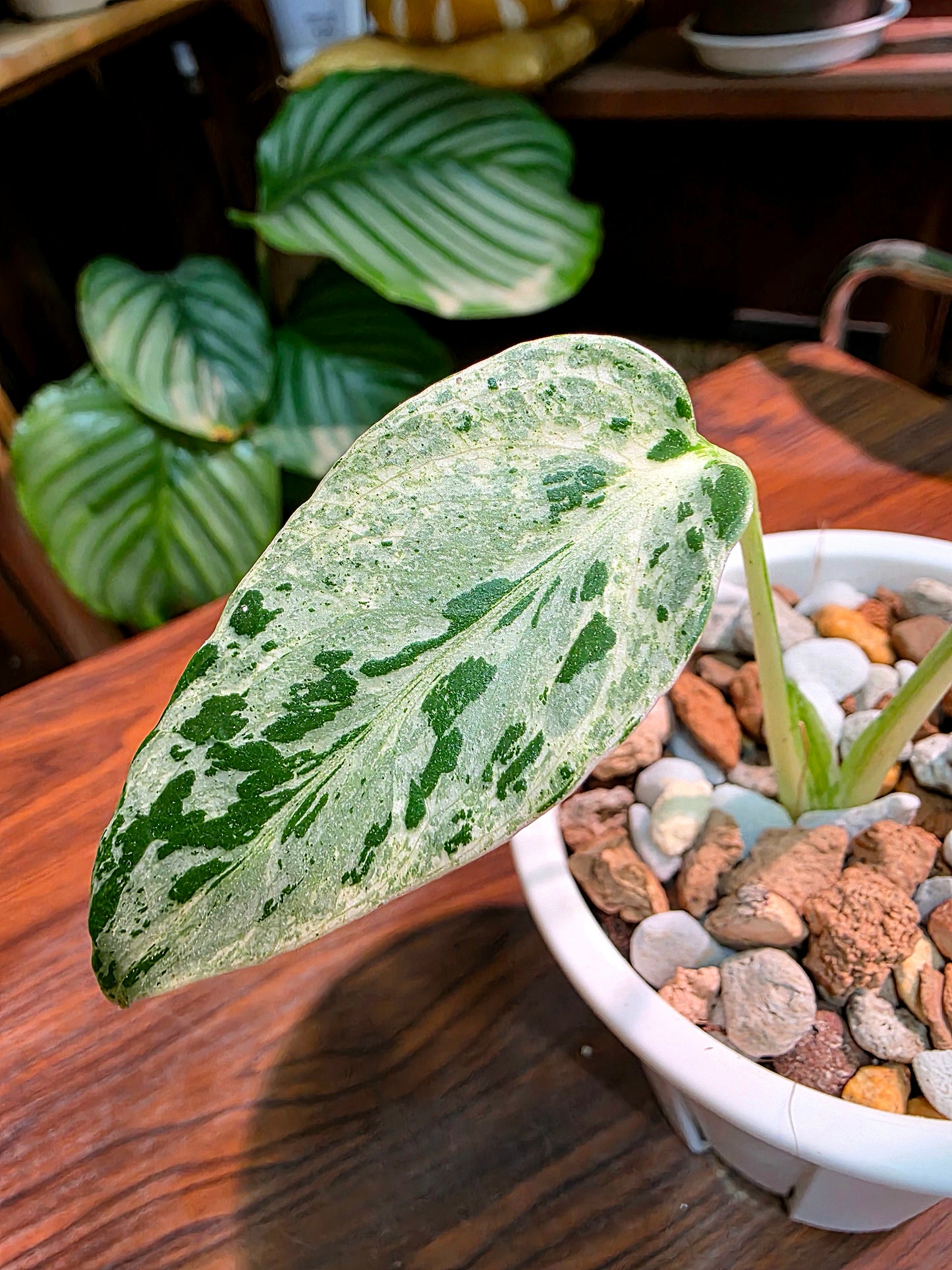 Monstera deliciosa Bulbasaur 妙蛙種子龜背竹