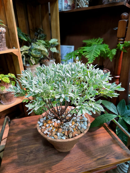 Crossostephium chinense 芙蓉菊