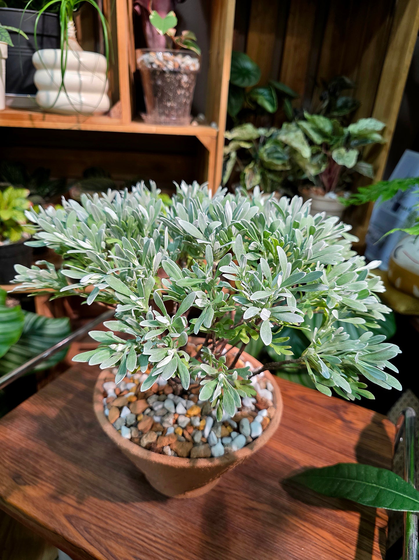 Crossostephium chinense 芙蓉菊