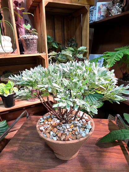 Crossostephium chinense 芙蓉菊