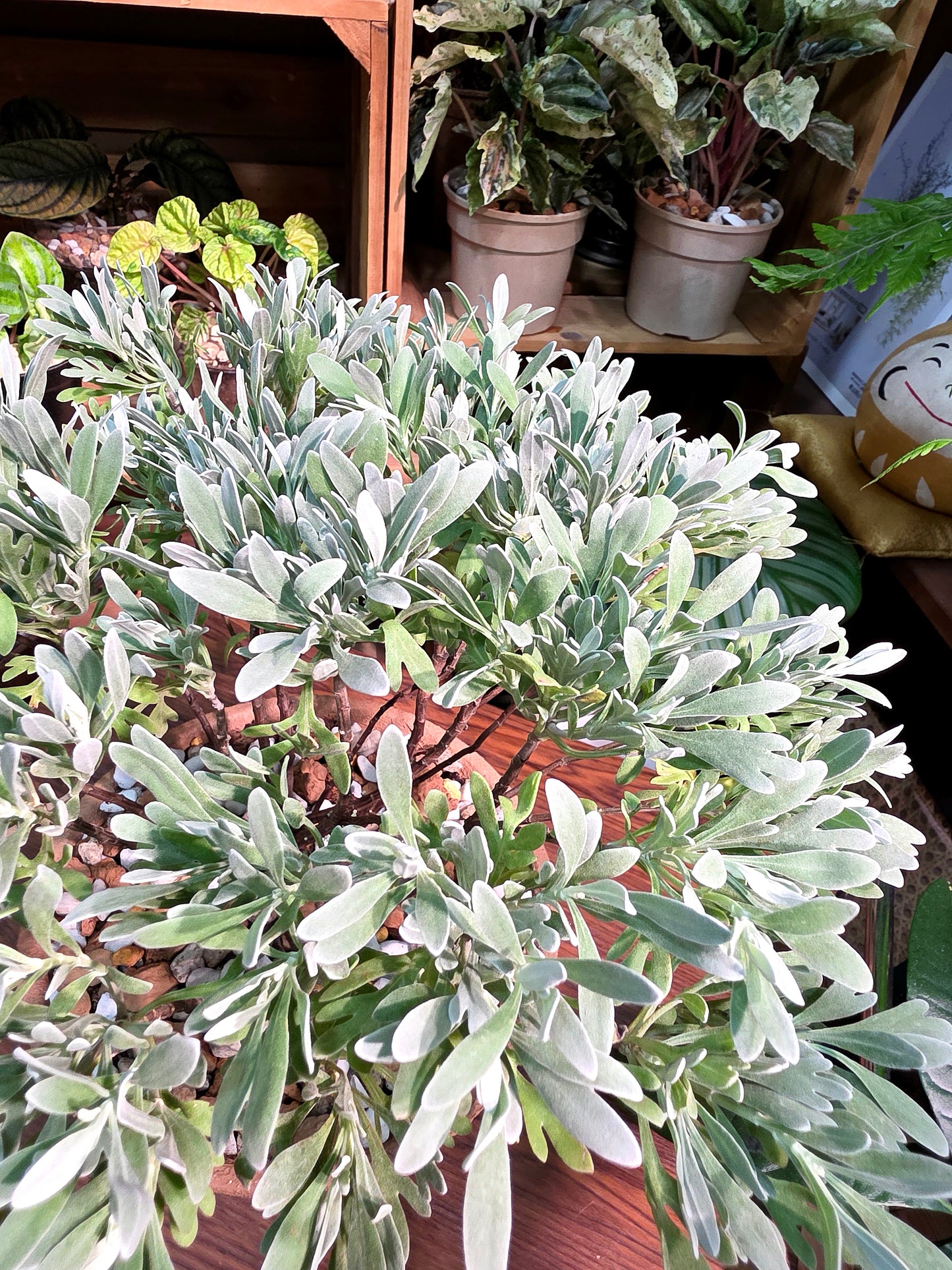 Crossostephium chinense 芙蓉菊