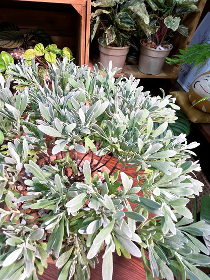 Crossostephium chinense 芙蓉菊