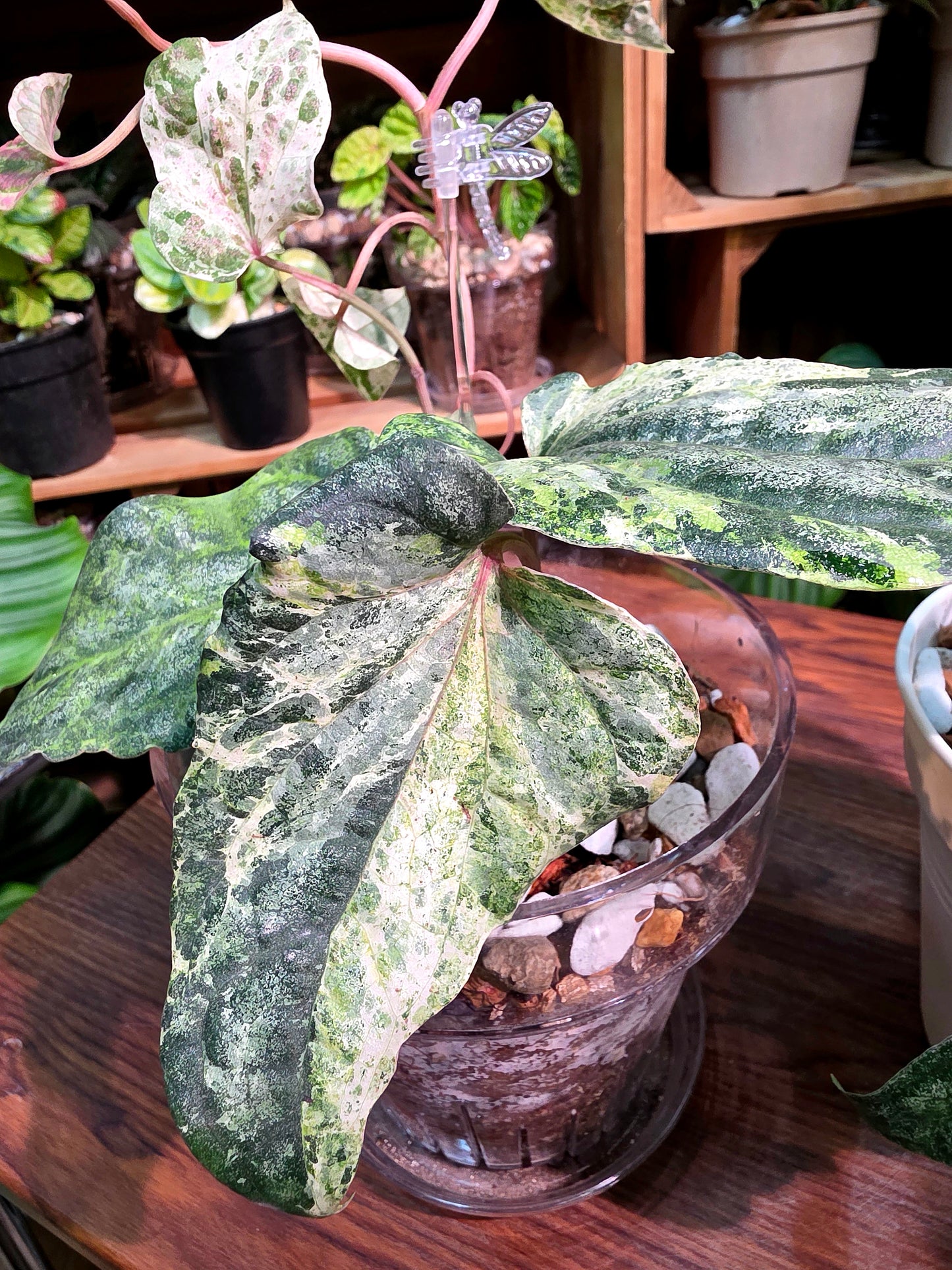 Piper sylvaticum pink variegated 粉錦水晶胡椒