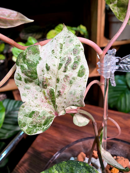 Piper sylvaticum pink variegated 粉錦水晶胡椒