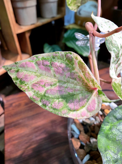 Piper sylvaticum pink variegated 粉錦水晶胡椒