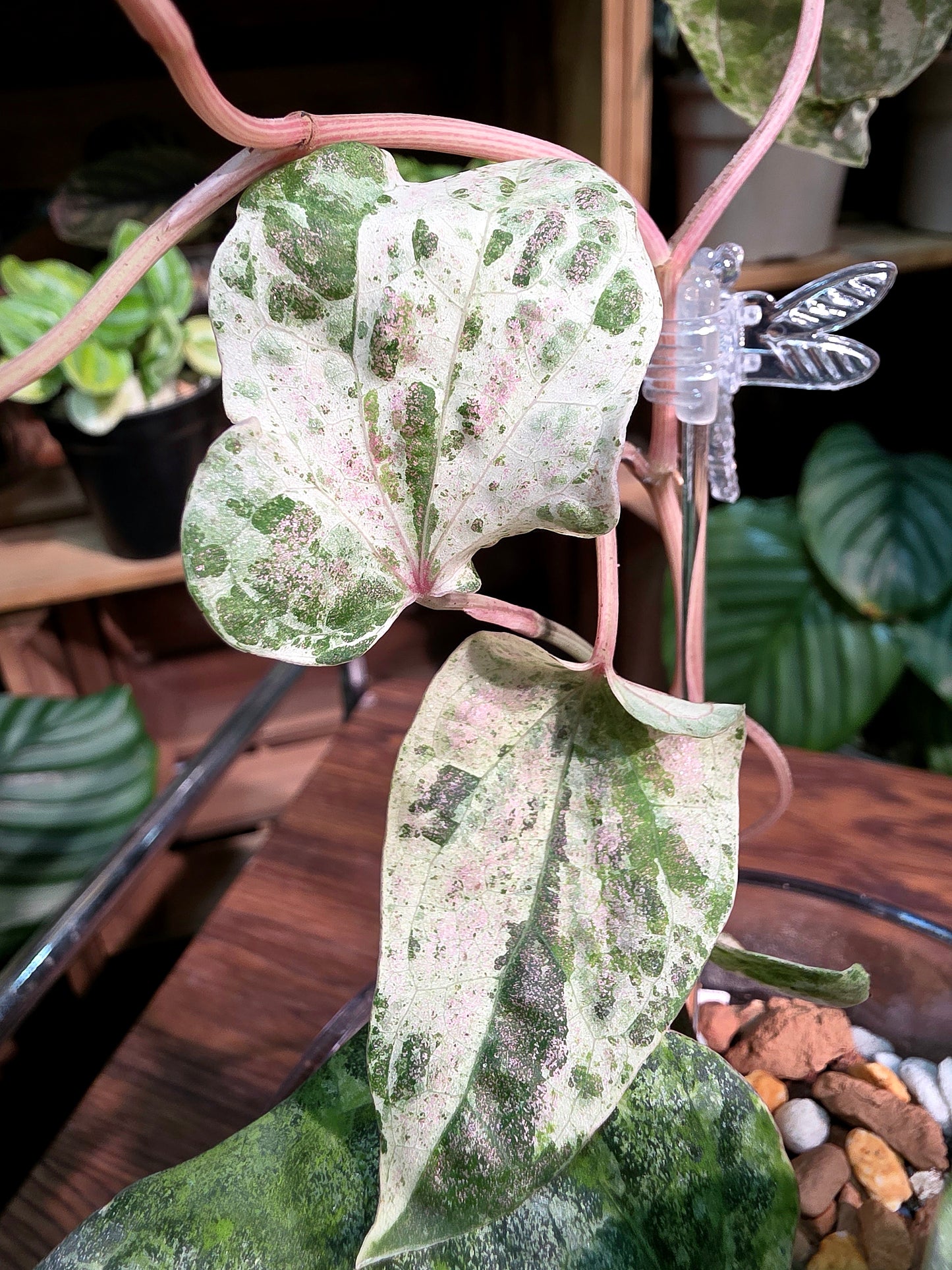 Piper sylvaticum pink variegated 粉錦水晶胡椒