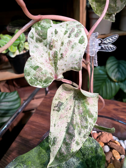 Piper sylvaticum pink variegated 粉錦水晶胡椒