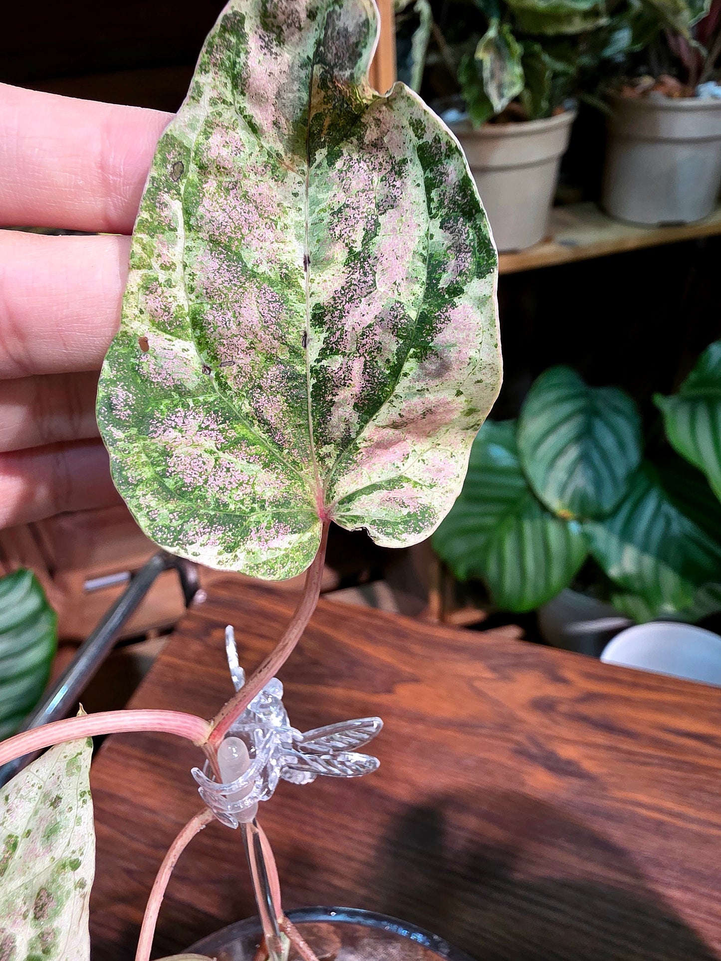 Piper sylvaticum pink variegated 粉錦水晶胡椒