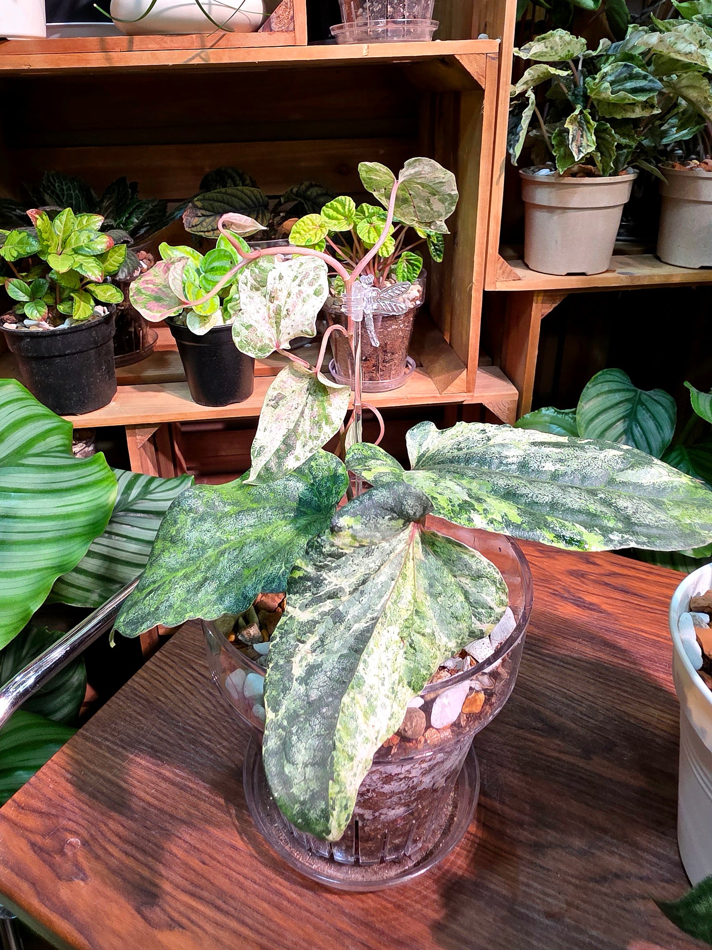 Piper sylvaticum pink variegated 粉錦水晶胡椒