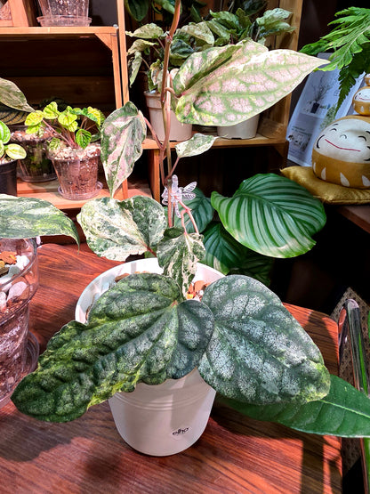 Piper sylvaticum pink variegated 粉錦水晶胡椒