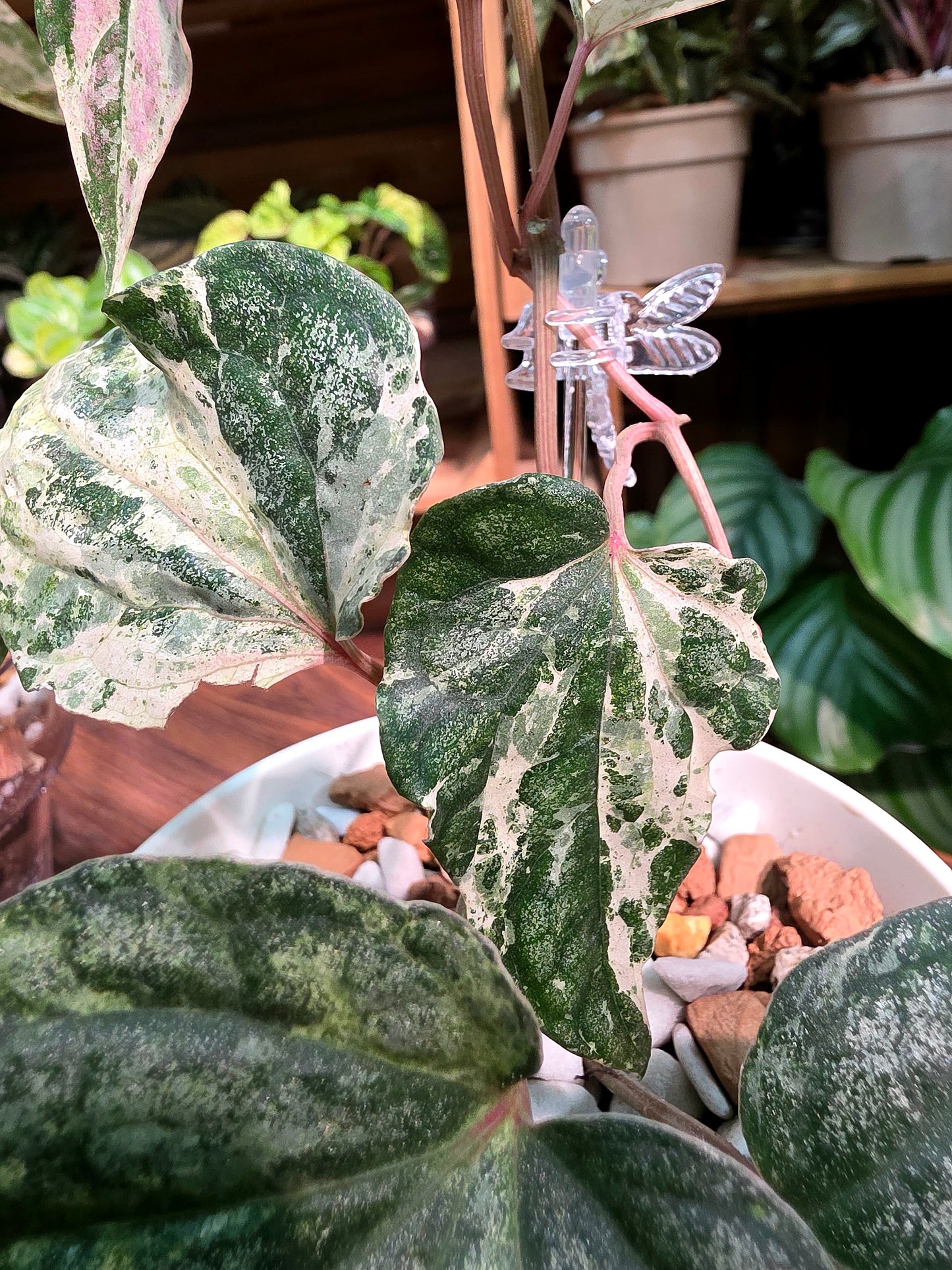 Piper sylvaticum pink variegated 粉錦水晶胡椒