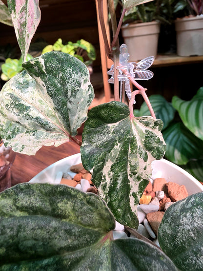 Piper sylvaticum pink variegated 粉錦水晶胡椒