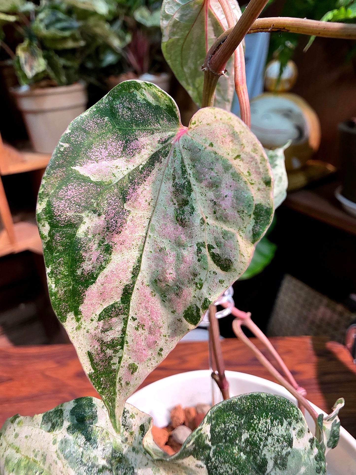 Piper sylvaticum pink variegated 粉錦水晶胡椒