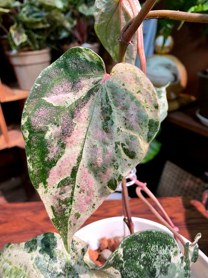 Piper sylvaticum pink variegated 粉錦水晶胡椒