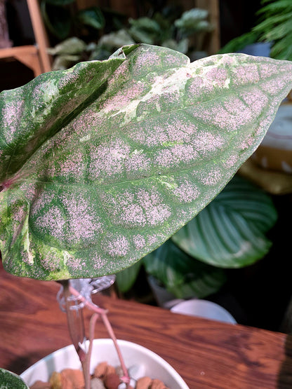 Piper sylvaticum pink variegated 粉錦水晶胡椒