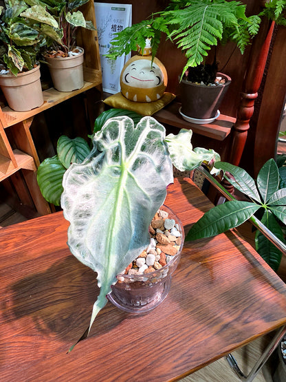 Alocasia venom 毒液海芋