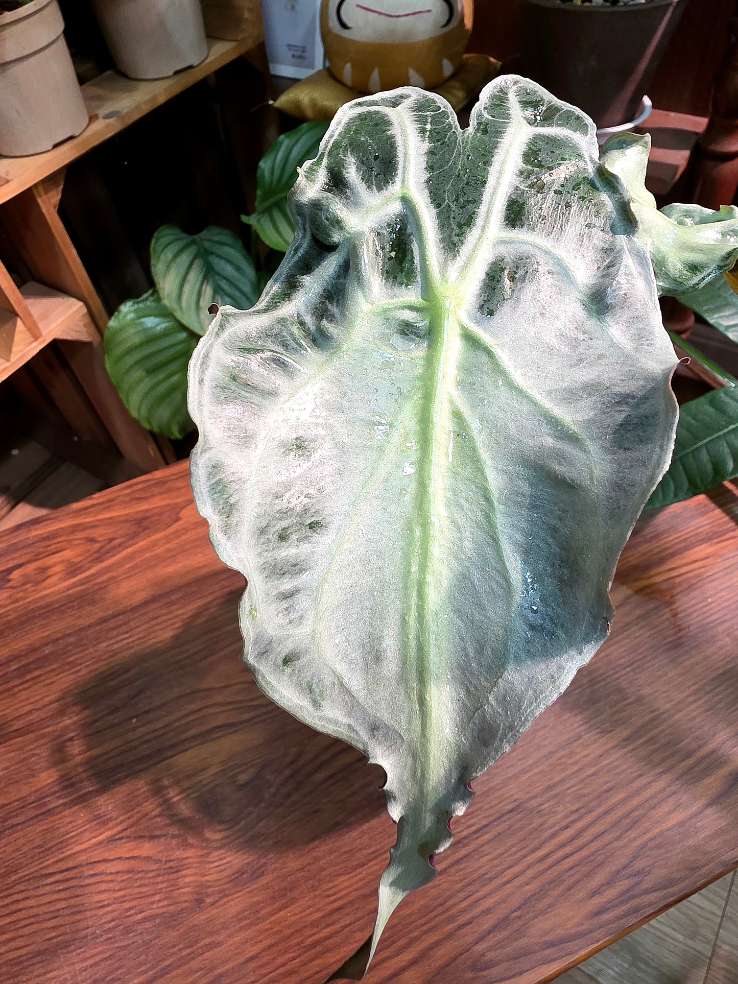 Alocasia venom 毒液海芋