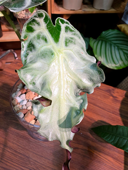 Alocasia venom 毒液海芋