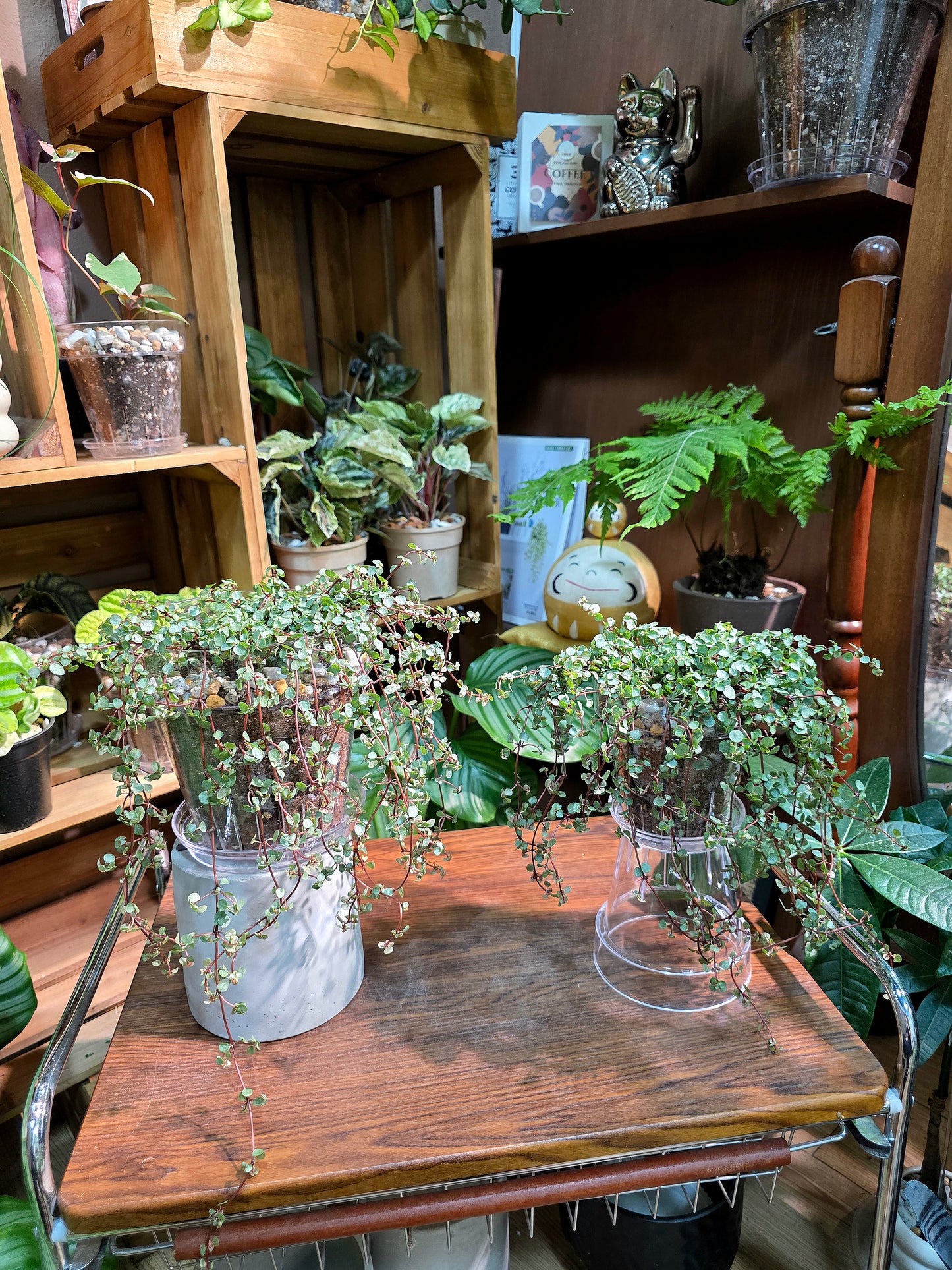 Pilea glaucophylla BB草