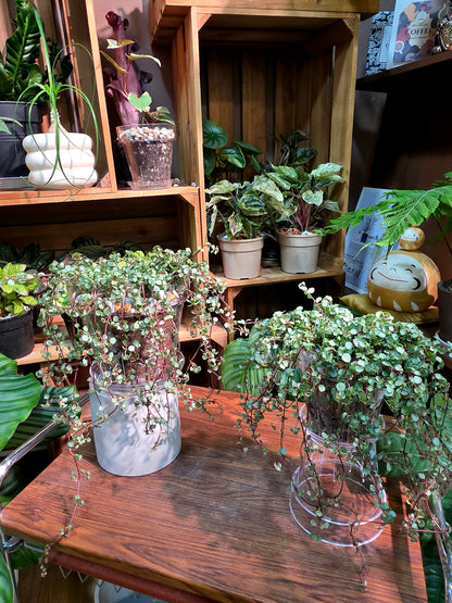 Pilea glaucophylla BB草