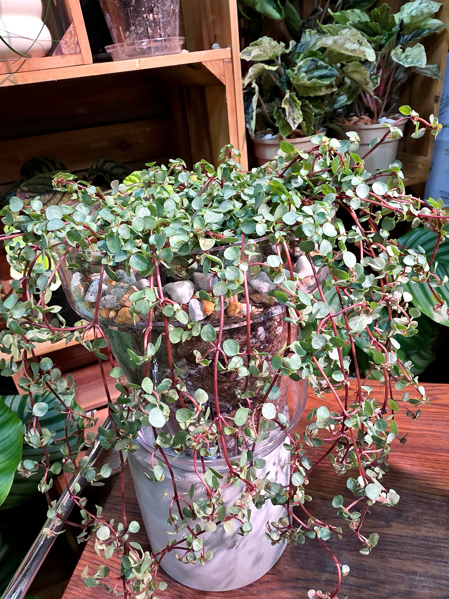 Pilea glaucophylla BB草