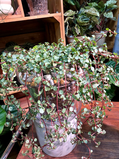 Pilea glaucophylla BB草