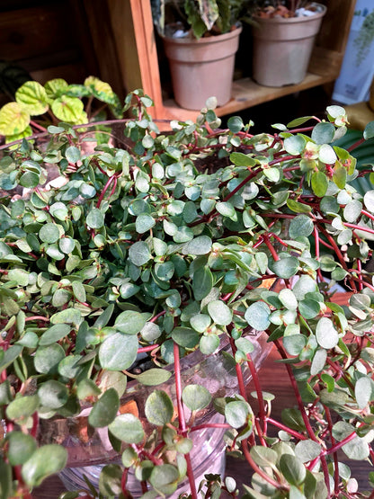 Pilea glaucophylla BB草