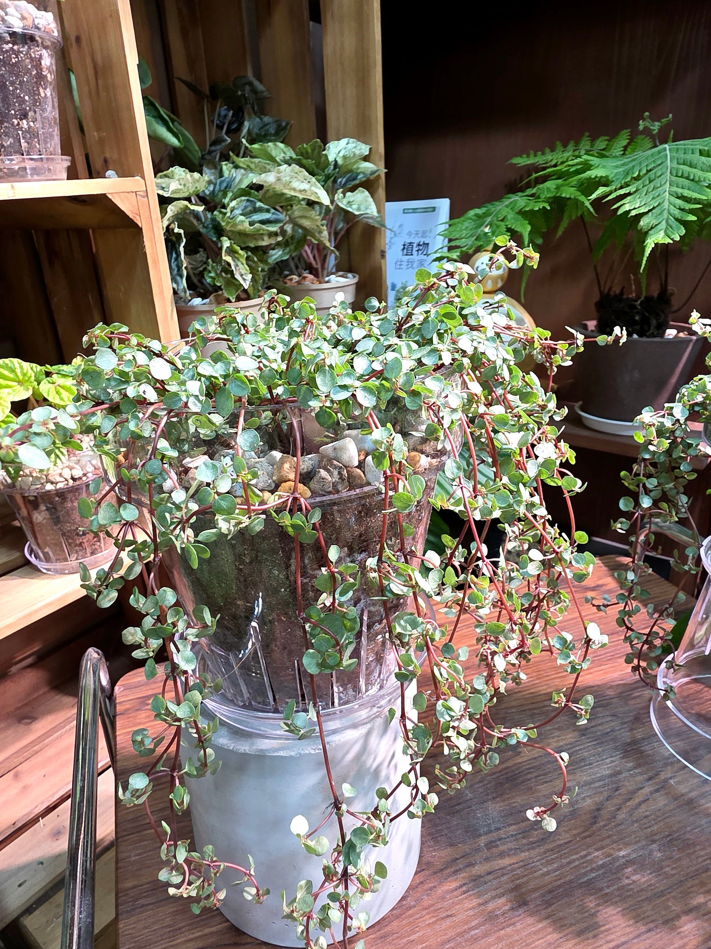 Pilea glaucophylla BB草