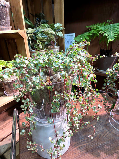 Pilea glaucophylla BB草
