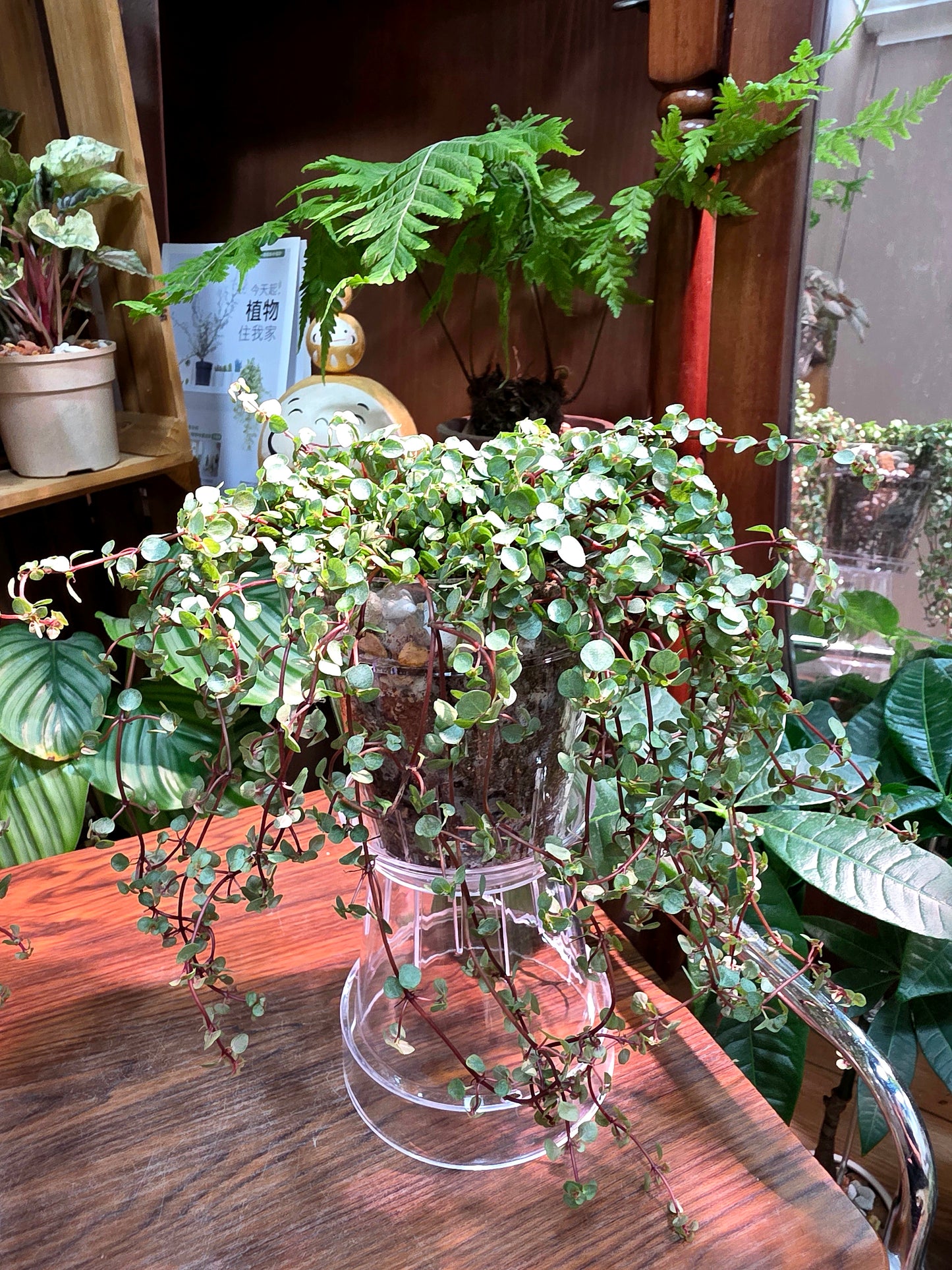 Pilea glaucophylla BB草
