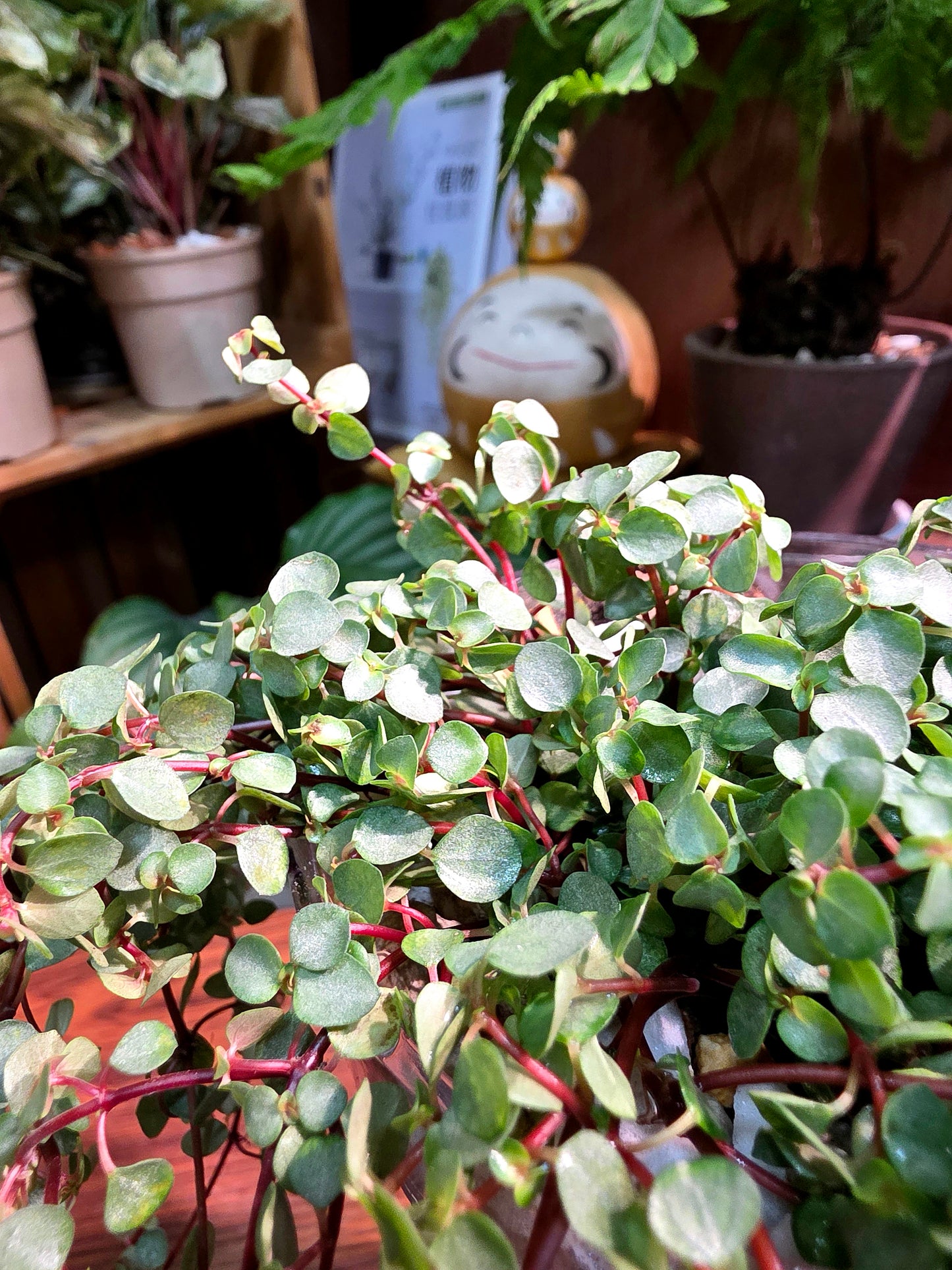 Pilea glaucophylla BB草