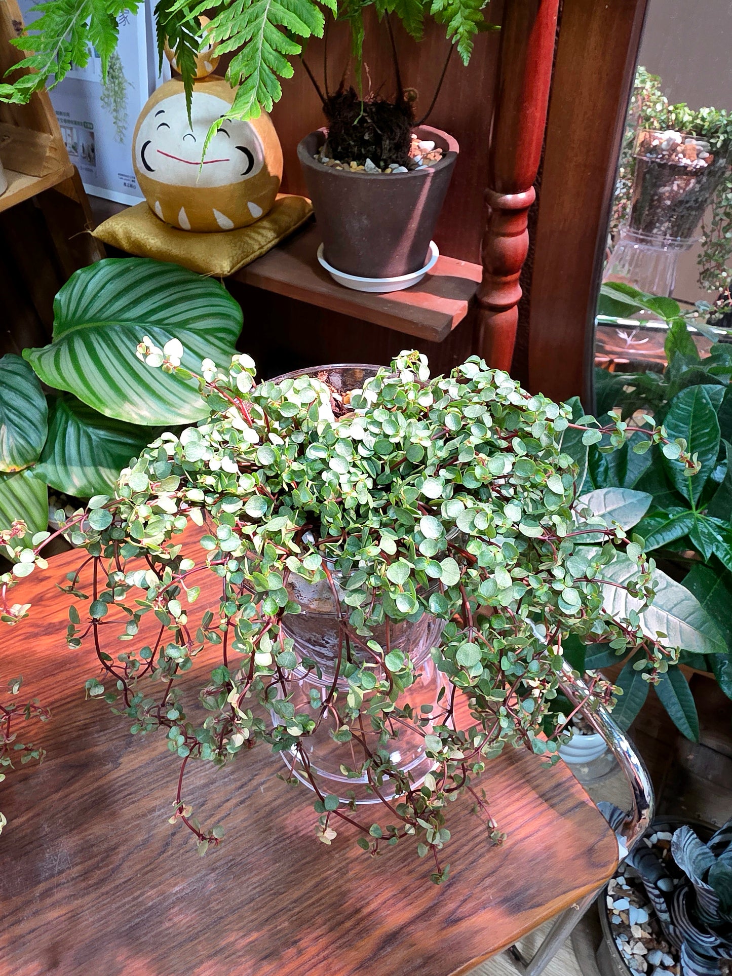 Pilea glaucophylla BB草