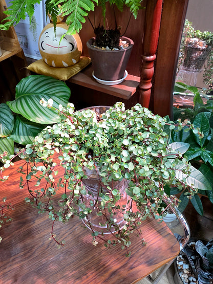 Pilea glaucophylla BB草