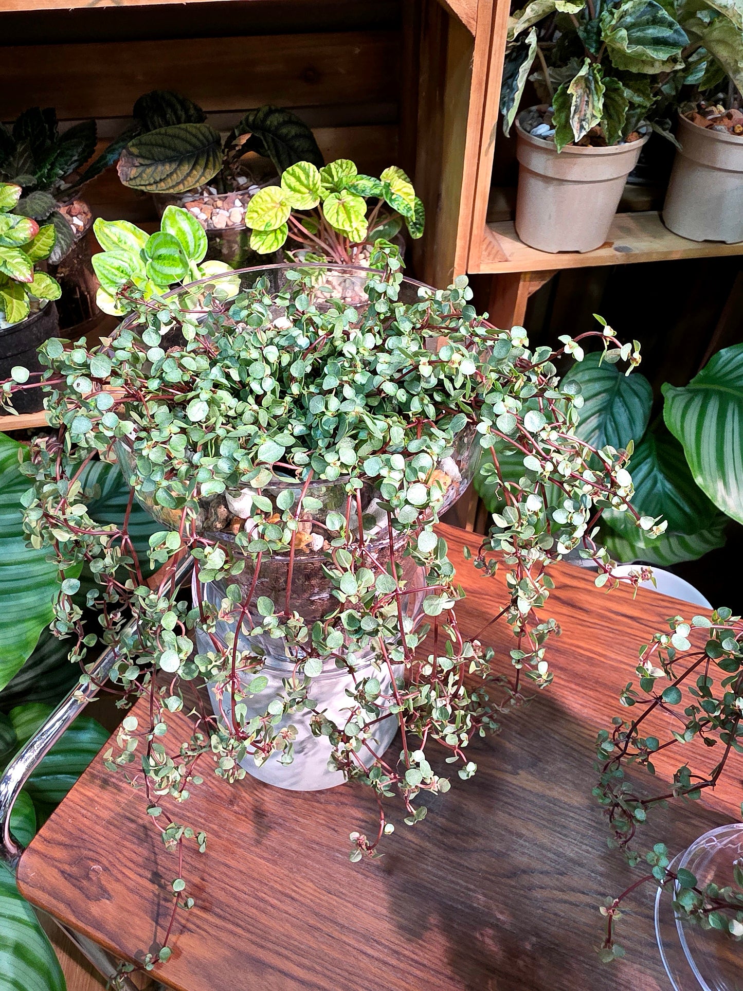 Pilea glaucophylla BB草
