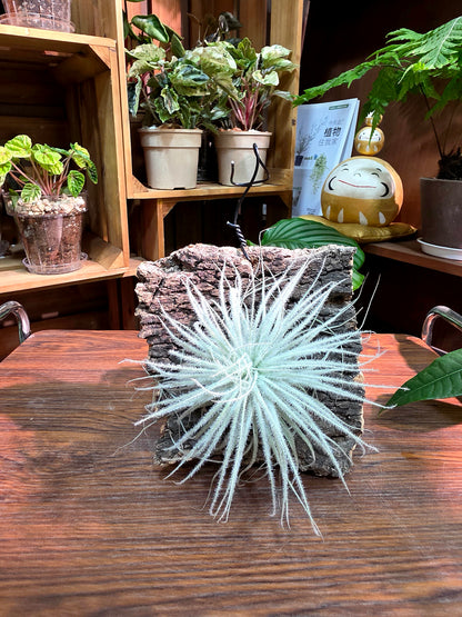 Tillandsia tectorum 雞毛空氣鳳梨