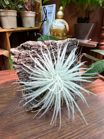 Tillandsia tectorum 雞毛空氣鳳梨