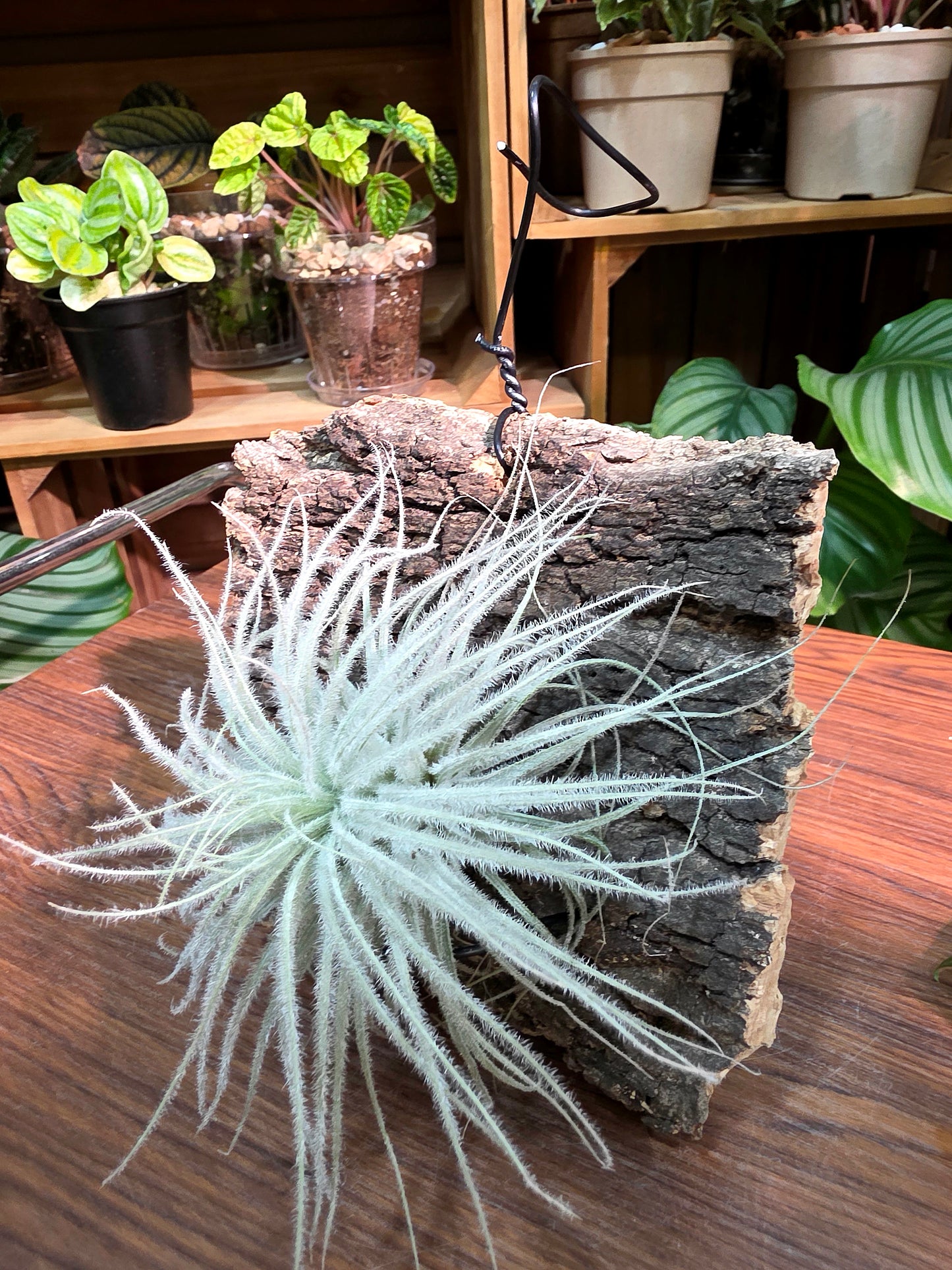 Tillandsia tectorum 雞毛空氣鳳梨