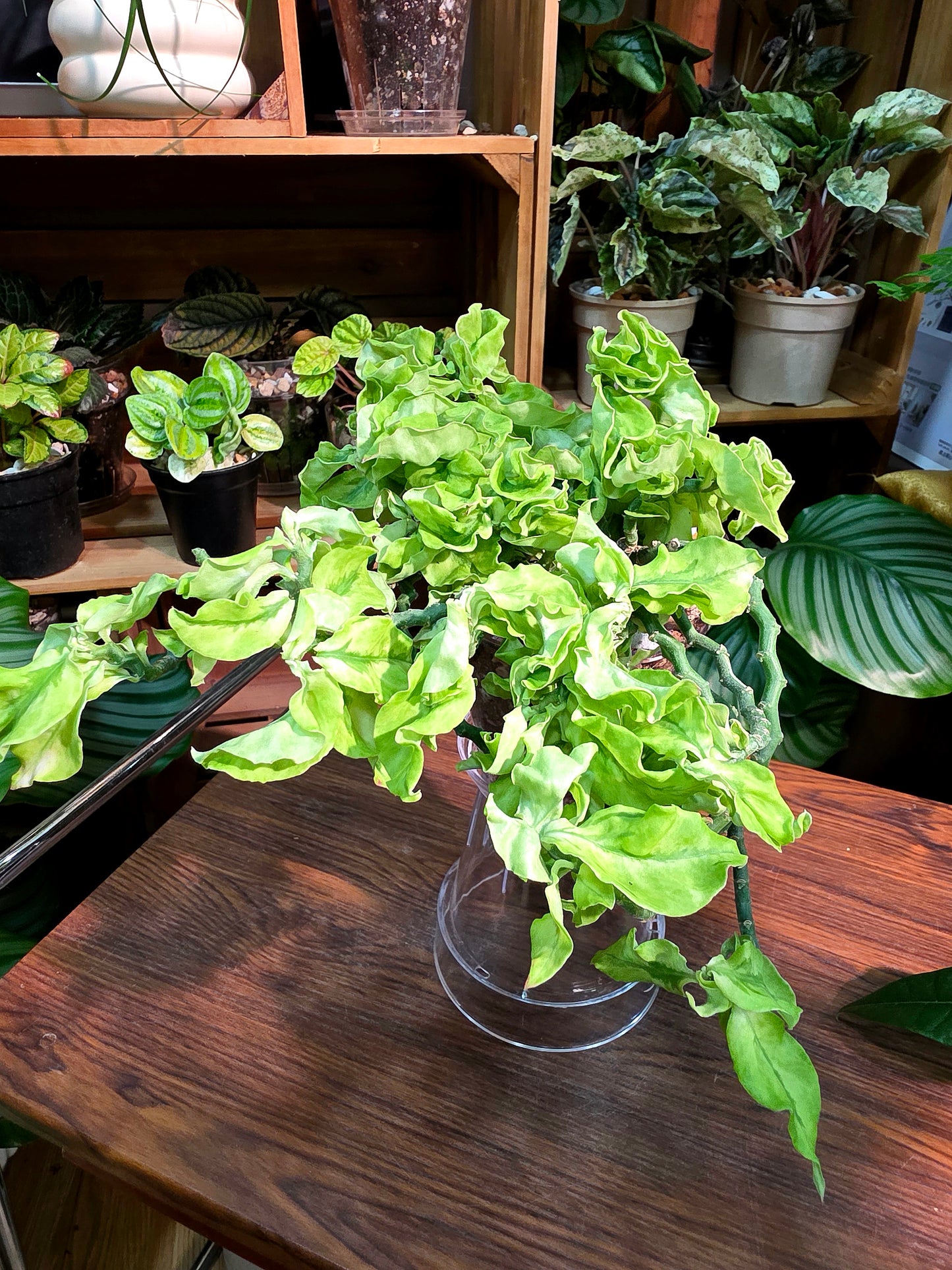 Euphorbia tithymaloides curly leaves 紅雀卷葉珊瑚