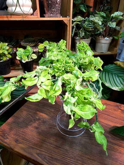 Euphorbia tithymaloides curly leaves 紅雀卷葉珊瑚