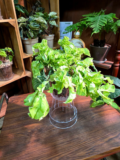 Euphorbia tithymaloides curly leaves 紅雀卷葉珊瑚