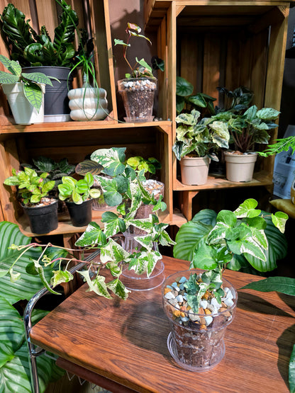 Hedera helix butterfly 蝴蝶常春藤