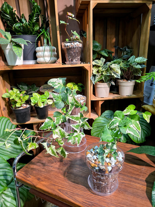 Hedera helix butterfly 蝴蝶常春藤